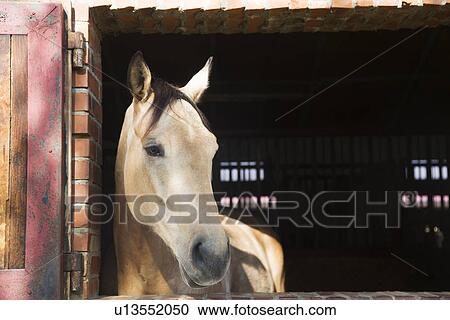 Horse in stable View Large Photo Image Stock Image - Horse in stable. Fotosearch
