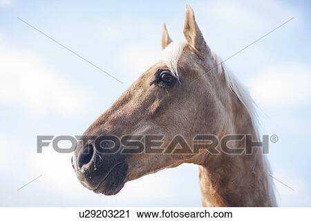 Stock Image - Low angle portrait of palomino horse. Fotosearch
