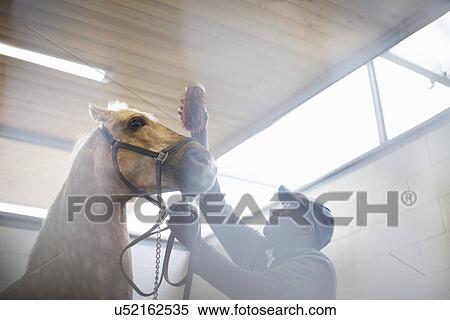 Stock Photography - Low angle view of male stablehand grooming nervous horse. Fotosearch