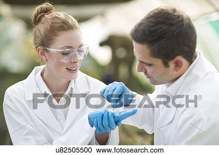 Male and female scientists looking at leaf sample in petri dish View Large Photo Image Stock Image - Male and female scientists looking at leaf sample in petri dish. Fotosearch