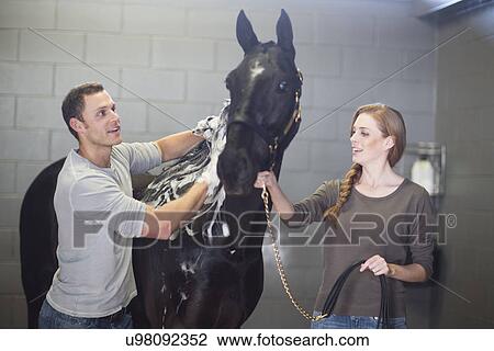 Male and female stablehands bathing horse in stables View Large Photo Image Stock Image - Male and female stablehands bathing horse in stables. Fotosearch