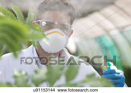 Male scientist spraying liquid onto plant in polytunnel View Large Photo Image Picture - Male scientist spraying liquid onto plant in polytunnel. Fotosearch