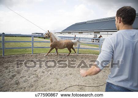 Stock Photo - Male stablehand and palomino horse in paddock ring. Fotosearch