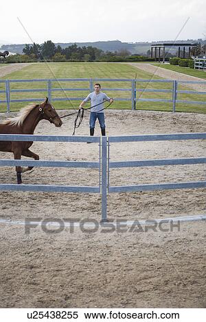 Male stablehand exercising palomino horse around paddock ring View Large Photo Image Stock Photography - Male stablehand exercising palomino horse around paddock ring. Fotosearch