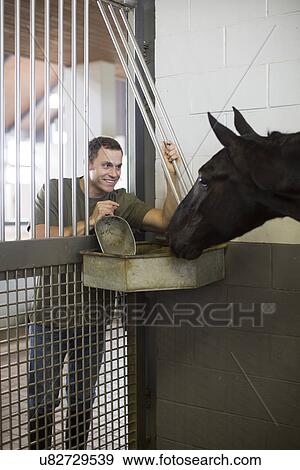 Male stablehand feeding horse through doorway in stables View Large Photo Image Stock Photo - Male stablehand feeding horse through doorway in stables. Fotosearch