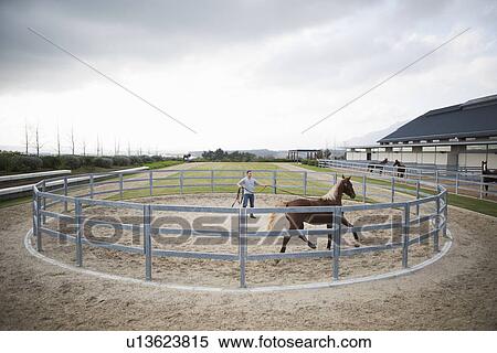 Male stablehand training palomino horse around paddock ring View Large Photo Image Stock Photography - Male stablehand training palomino horse around paddock ring. Fotosearch