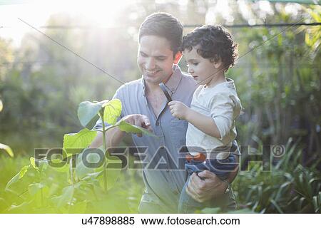 Stock Photography - Mid adult man and son looking at plants in allotment. Fotosearch