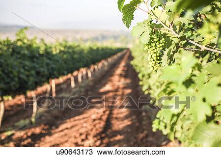 New growth in vineyard, Galilee, Israel View Large Photo Image Stock Image - New growth in vineyard, Galilee, Israel. Fotosearch