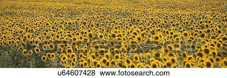 Stock Photo - Panoramic view of sunflower field, Volterra, Tuscany, Italy. Fotosearch
