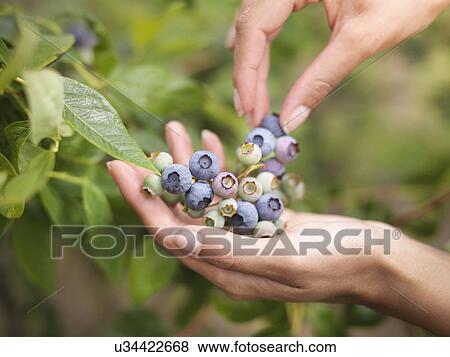 Stock Photo - Picking blueberries on fruit farm, close up. Fotosearch