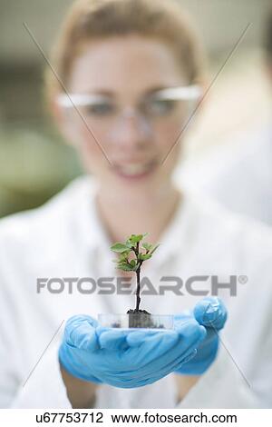 Stock Image - Portrait of female scientist holding up plant sample in poly tunnel. Fotosearch