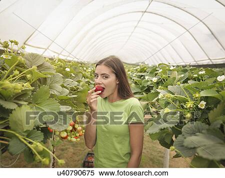 Stock Photography - Portrait of strawberry picker eating strawberry in polytunnel on fruit farm. Fotosearch