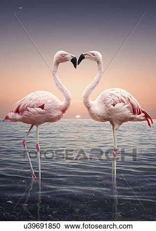 Stock Image - Portrait of two pink flamingoes standing face to face in sea at sunset. Fotosearch