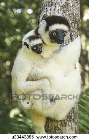Stock Photography - Portrait of Verreaux's Sifaka monkey and juvenile on tree trunk, Madagascar, Africa. Fotosearch