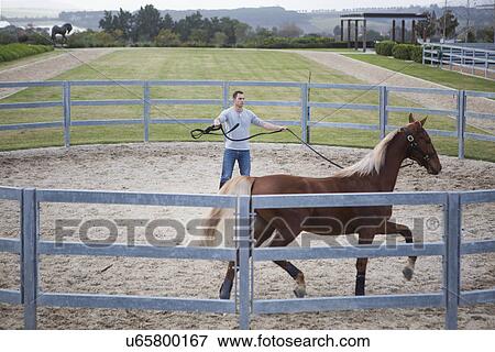 Stablehand exercising palomino horse around paddock ring View Large Photo Image Stock Photo - Stablehand exercising palomino horse around paddock ring. Fotosearch