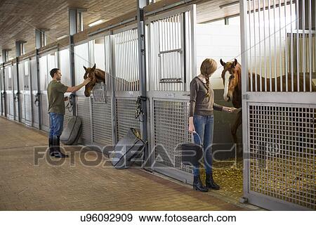 Stock Photo - Stablehands feeding horses in stables. Fotosearch