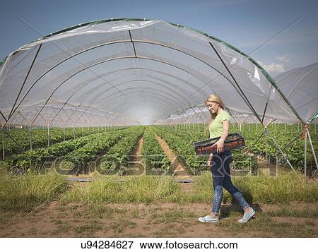 Strawberry picker walking past polytunnel on fruit farm View Large Photo Image Stock Photo - Strawberry picker walking past polytunnel on fruit farm. Fotosearch