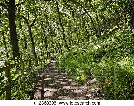 Sunlit forest path, Wimbleball Lake, Exmoor National Park, England, UK View Large Photo Image Stock Photograph - Sunlit forest path, Wimbleball Lake, Exmoor National Park, England, UK. Fotosearch