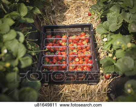Stock Image - Tray of freshly picked strawberries in punnets on fruit farm. Fotosearch