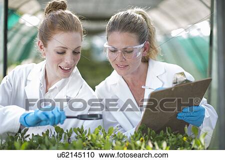 Stock Image - Two female scientists monitoring plant samples and recording data. Fotosearch