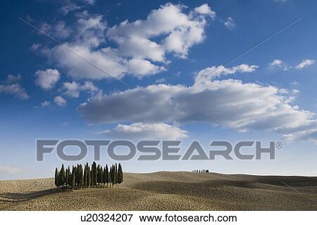View of cypress trees, Siena, Valle D'Orcia, Tuscany, Italy View Large Photo Image Stock Photo - View of cypress trees, Siena, Valle D'Orcia, Tuscany, Italy. Fotosearch