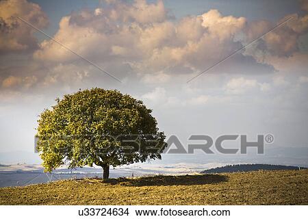 Picture - View of tree and landscape, Volterra, Tuscany, Italy. Fotosearch