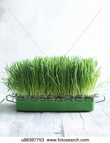 Stock Image - Wheatgrass growing in small container. Fotosearch