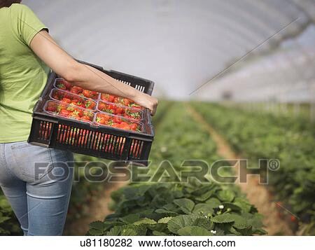 Worker carrying tray of punnets filled with strawberries in polytunnel of fruit farm View Large Photo Image Stock Image - Worker carrying tray of punnets filled with strawberries in polytunnel of fruit farm. Fotosearch