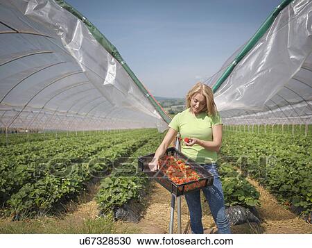 Stock Image - Worker checking strawberries on fruit farm. Fotosearch