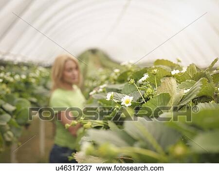Worker checking strawberry plants in polytunnel on fruit farm View Large Photo Image Stock Photo - Worker checking strawberry plants in polytunnel on fruit farm. Fotosearch