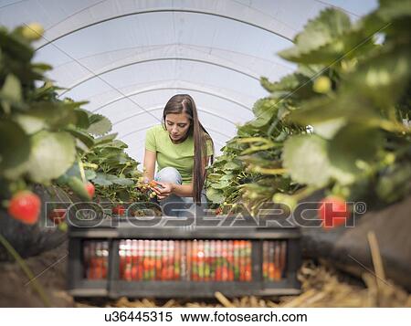 Stock Photography - Worker filling tray of punnets with strawberries on fruit farm. Fotosearch