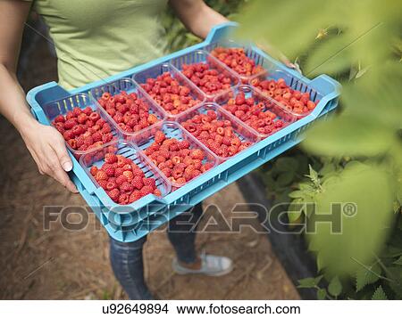 Worker holding tray of freshly picked raspberries in punnets on fruit farm View Large Photo Image Picture - Worker holding tray of freshly picked raspberries in punnets on fruit farm. Fotosearch