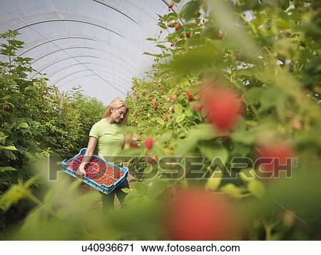 Worker picking raspberries in fruit farm View Large Photo Image Stock Image - Worker picking raspberries in fruit farm. Fotosearch