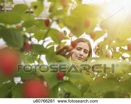 Worker picking raspberries in fruit farm View Large Photo Image Stock Image - Worker picking raspberries in fruit farm. Fotosearch