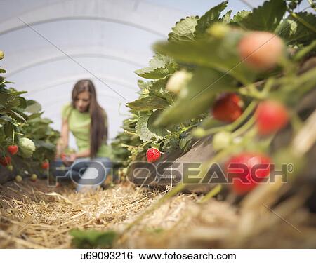 Stock Photograph - Worker picking strawberries in fruit farm. Fotosearch