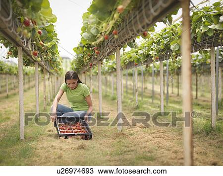 Stock Image - Worker picking strawberries in polytunnel of fruit farm. Fotosearch