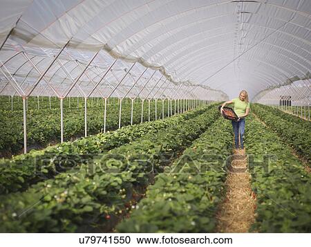 Worker picking strawberries in polytunnel of fruit farm View Large Photo Image Stock Image - Worker picking strawberries in polytunnel of fruit farm. Fotosearch