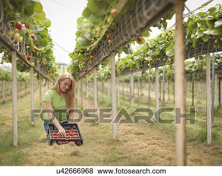 Worker picking strawberries in polytunnel on fruit farm View Large Photo Image Stock Photo - Worker picking strawberries in polytunnel on fruit farm. Fotosearch