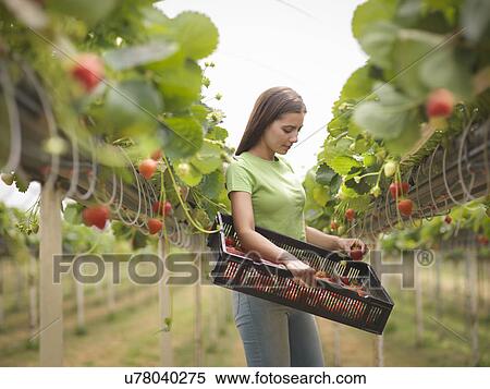 Worker picking strawberries in polytunnel of fruit farm View Large Photo Image Stock Photography - Worker picking strawberries in polytunnel of fruit farm. Fotosearch