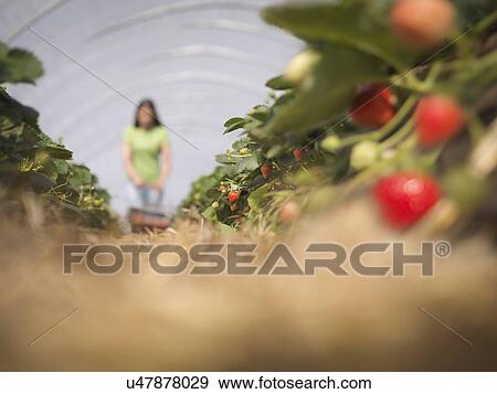 Worker picking strawberries on fruit farm View Large Photo Image Stock Photo - Worker picking strawberries on fruit farm. Fotosearch