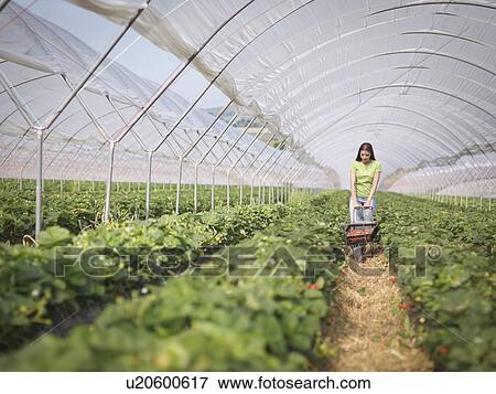 Worker pushing wheelbarrow of strawberries in fruit farm View Large Photo Image Stock Photo - Worker pushing wheelbarrow of strawberries in fruit farm. Fotosearch