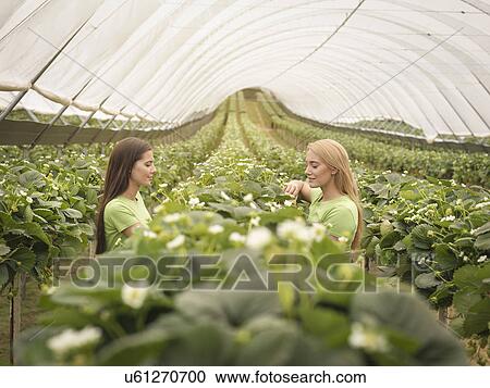 Stock Image - Workers checking strawberry plants in polytunnel on fruit farm. Fotosearch