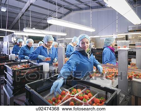 Workers packing fresh strawberries into trays on fruit farm View Large Photo Image Stock Photo - Workers packing fresh strawberries into trays on fruit farm. Fotosearch