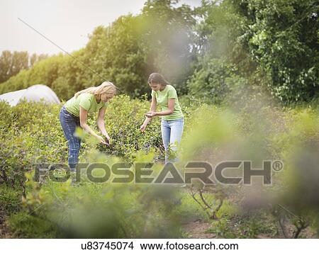 Workers picking blueberries on fruit farm View Large Photo Image Picture - Workers picking blueberries on fruit farm. Fotosearch