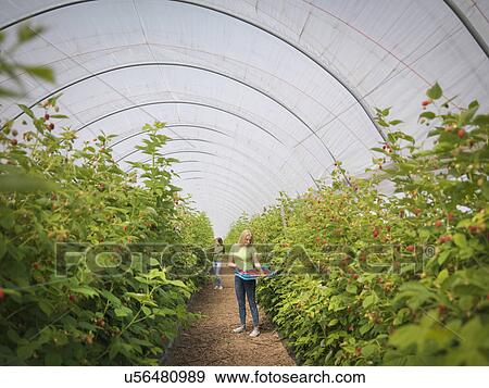 Workers picking raspberries in fruit farm View Large Photo Image Stock Photo - Workers picking raspberries in fruit farm. Fotosearch
