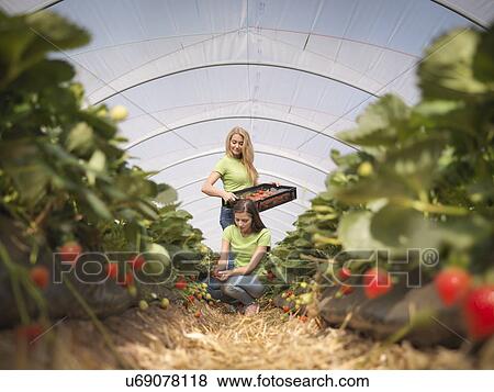 Workers picking strawberries in fruit farm View Large Photo Image Stock Photo - Workers picking strawberries in fruit farm. Fotosearch