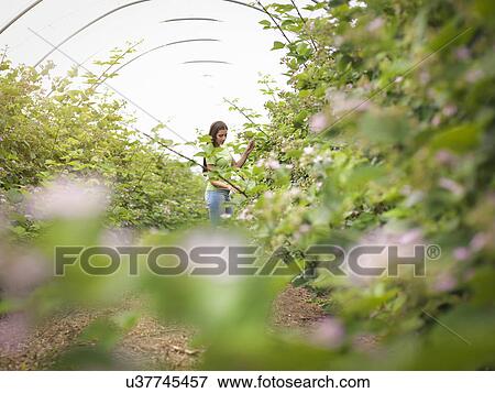 Working checking blackberry flowers in polytunnel on fruit farm View Large Photo Image Stock Photo - Working checking blackberry flowers in polytunnel on fruit farm. Fotosearch