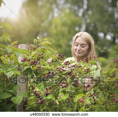 Working picking blackberries on fruit farm View Large Photo Image Stock Image - Working picking blackberries on fruit farm. Fotosearch