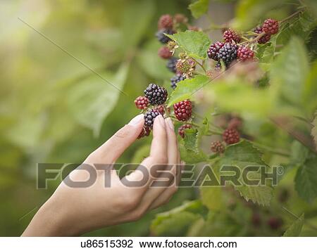 Working picking blackberries on fruit farm, close up View Large Photo Image Stock Image - Working picking blackberries on fruit farm, close up. Fotosearch