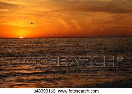Bird flying over water View Large Photo Image Stock Image - Bird flying over water. Fotosearch